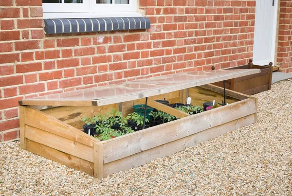 Cold Frame Vegetable Tomato Plants Wall Garden Spring — Stock Photo, Image