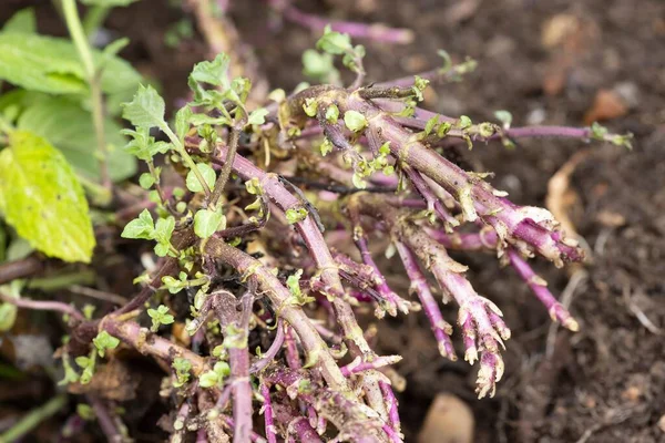 Rhizomes Mint Plant Mentha Rhizomes Rootstocks Growing Garden — Stock Photo, Image