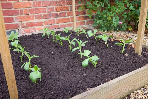 Young Broad Bean Fava Bean Plants Growing Raised Vegetable Bed — Stockfoto