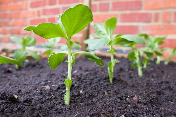 Fila Pequenas Plantas Largas Crescendo Remendo Vegetal Jardim Reino Unido — Fotografia de Stock