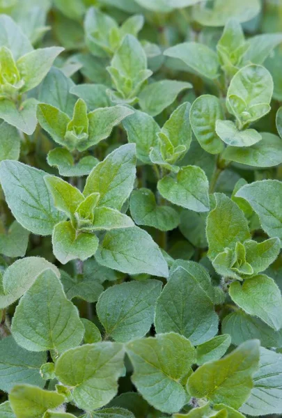 Ervas Aromáticas Oréganas Frescas Perto Plantas Aromáticas Oréganas Mediterrânicas Que Fotos De Bancos De Imagens