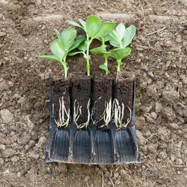 Planta Vegetal Broad Bean Monica Mudas Roottrainers Solo Com Raízes Fotos De Bancos De Imagens