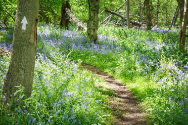 Orman, Stonor Park, Chiltern Hills, Buckinghamshire, İngiltere 'deki ağaçlık alanda sıradan yaban mersinleri, sümbül otları ve senaryodan yoksun ağaçların arasında yürür.