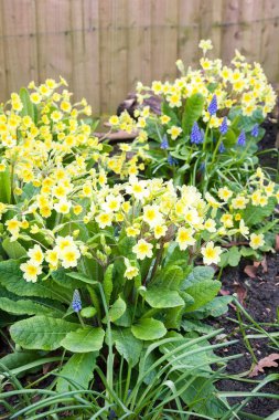Sarı çuha çiçekleri ve mavi muscari ya da çiçek bahçesindeki üzüm sümbülleri, ilkbahar çiçekleri, İngiltere