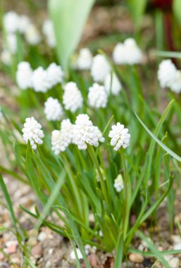 Beyaz üzümlü sümbül çiçekleri yakın plan, muscari aucheri beyaz büyü İngiltere 'de bir bahçede çiçek açıyor.