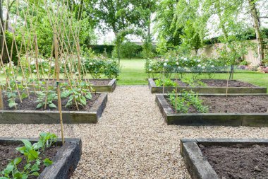Gravel (shingle) path or paths in a vegetable patch with timber raised beds, in a large garden in England, UK clipart