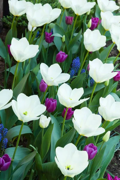 Laleler Tulipa Purissima Bir Bahçede Veya Parka Yakın Mesafede Ngiltere — Stok fotoğraf