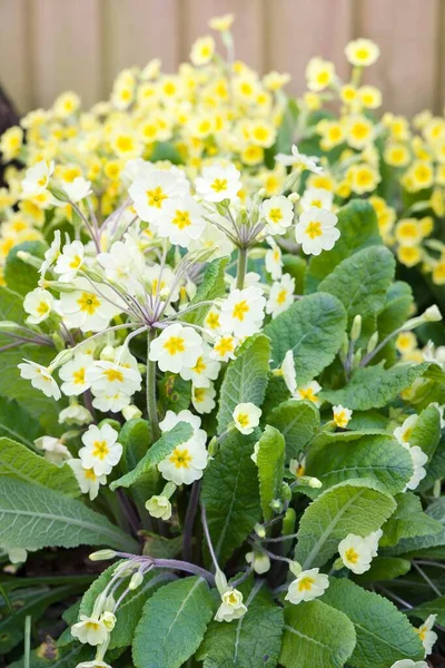 Primrose Virágok Közelkép Egy Tavaszi Kertben Sárga Primula Vulgaris Közelről — Stock Fotó