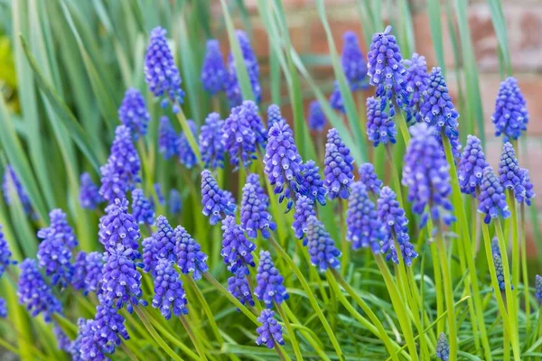 Muscari Armeniacum Close Blue Armenian Grape Hyacinths Closeup Spring Flowers — Stock Photo, Image