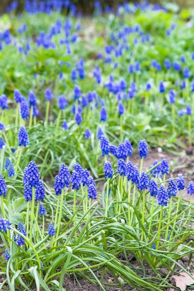 Grumos Flores Muscari Armeniacum Azul Jacintos Uva Armenios Parterre Jardín — Foto de Stock