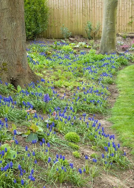 開花青ムスカリArmeniacum 英国の森林庭園の花でArmenianブドウのヒヤシンス — ストック写真