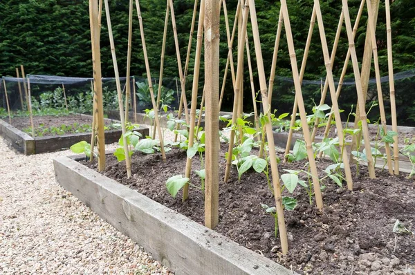 Unga Plantor Löparbönor Som Stöds Med Bambukäppar Grönsaksträdgård England Storbritannien — Stockfoto