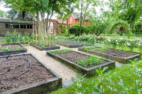 Vegetable garden, vegetables growing in raised beds in a large English garden. England, UK