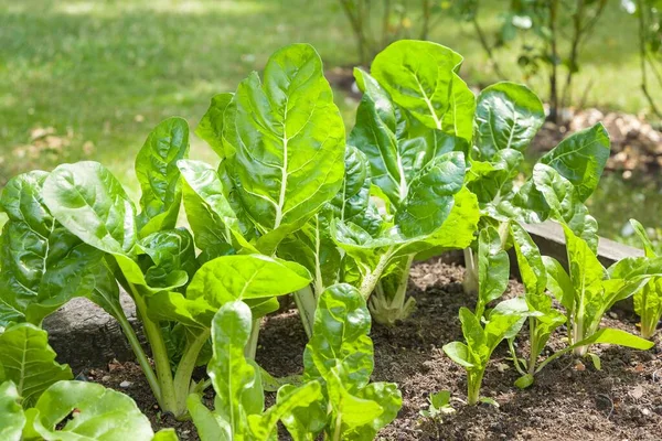 瑞士甜菜或叶子甜菜植物 Beta Vulgaris 6月份生长在英国一个花园的绿叶蔬菜 — 图库照片