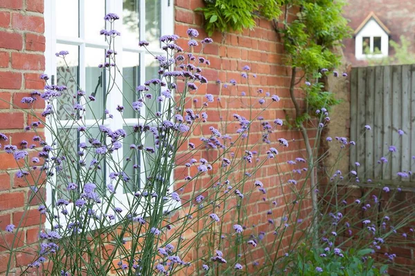 Verbena Bonariensis Purpletop Vervain Egy Brit Ház Kertben Magas Évelő — Stock Fotó