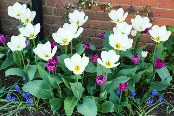 Tulips and muscari bulbs in a garden flowerbed, spring flowers in bloom, UK — Stock Image Tulips Muscari Bulbs Garden Flowerbed Spring Flowers Bloom Stock Photo
