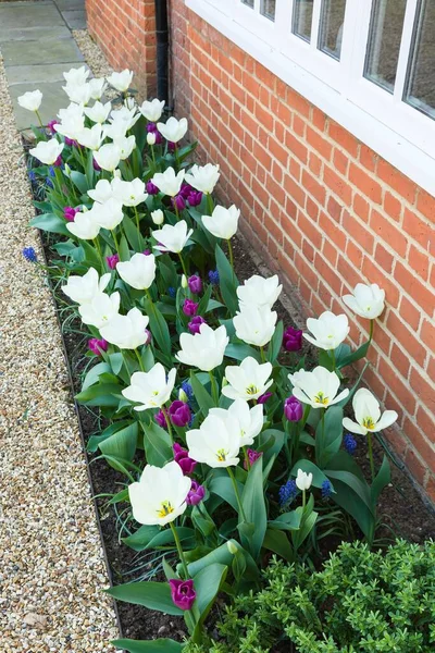 Tulips, white open tulip flowers, springtime flower garden, UK — Stock Image Tulips White Open Tulip Flowers Springtime Flower Garden Royalty Free Stock Photos