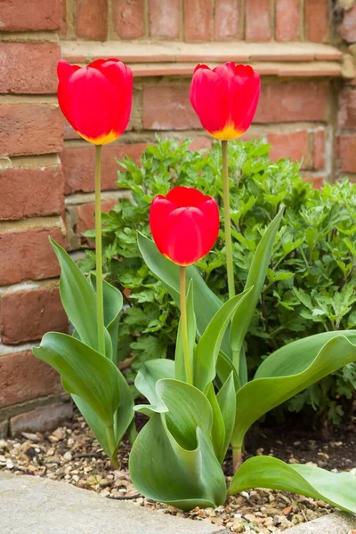 Red tulips growing in a garden flowerbed, red flowers close up, UK — Stock Image Red Tulips Growing Garden Flowerbed Red Flowers Close Stock Picture