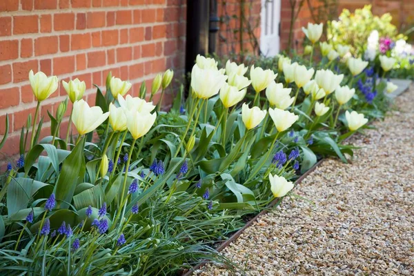 Tulips and muscari (grape hyacinth) growing in a garden flowerbed, spring flower bed, UK — Stock Image Tulips Muscari Grape Hyacinth Growing Garden Flowerbed Spring Flower Bed Royalty Free Stock Photos