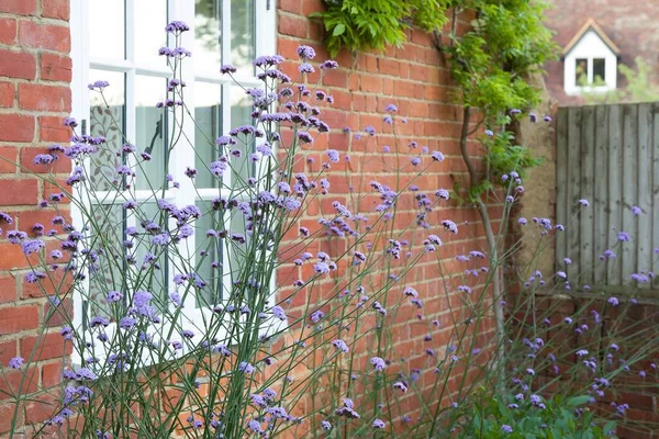 Verbena bonariensis (purpletop vervain) growing in a UK cottage garden. Tall perennial plants. — Stock Image Verbena Bonariensis Purpletop Vervain Growing Cottage Garden Tall Perennial Plants Stock Photo