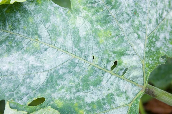 Detail of powdery mildew growing on the leaf of a courgette plant in a UK garden — Stock Image Detail Powdery Mildew Growing Leaf Courgette Plant Garden Royalty Free Stock Photos