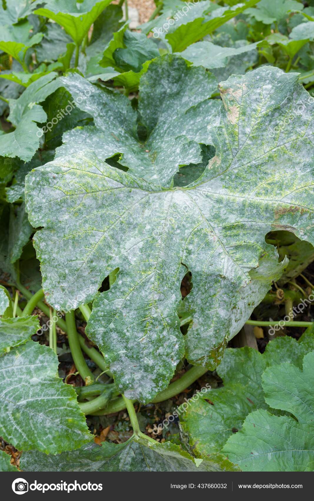 photo White Patches On Zucchini Leaves https depositphotos com 437660032 stock photo powdery mildew growing leaves courgette html