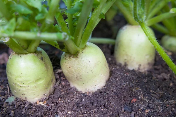 Daikon Mooli Radish Mooli Kumbong 也称为白萝卜或中国萝卜 生长在英国花园的根茎蔬菜 — 图库照片