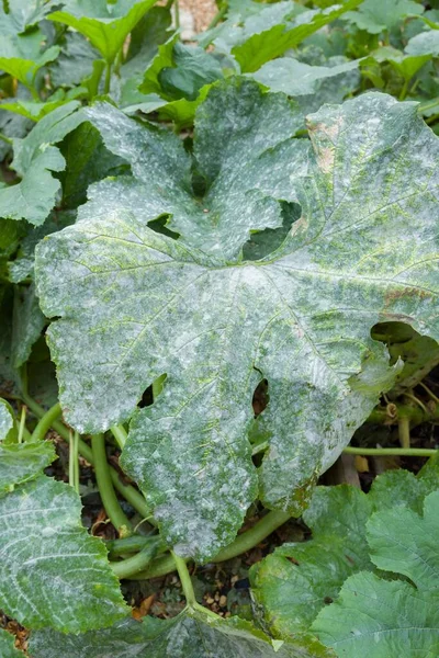 Powdery mildew growing on the leaves of a courgette (zucchini) plant in an English garden — Stock Image Powdery Mildew Growing Leaves Courgette Zucchini Plant English Garden Stock Image