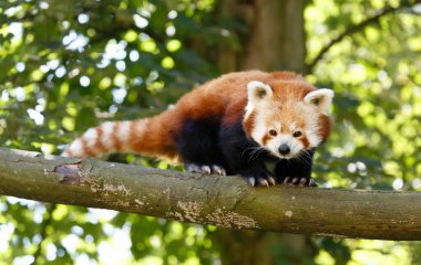 Ağaçta bulunan kırmızı panda (ailurus fulgens). Kızıl pandalar nesli tükenmekte olan hayvanlardır.