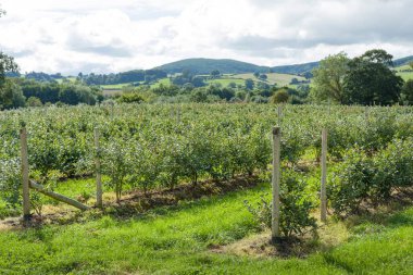 İngiltere, Shropshire Hills 'teki bir yabanmersini çiftliğinde yabanmersini çalısı bahçesi.