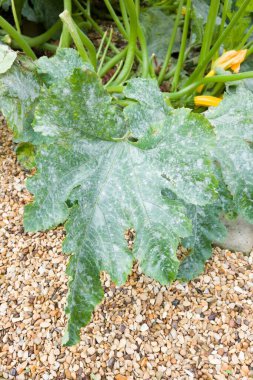 Powdery mildew on the leaves of a courgette (zucchini) plant in a UK garden clipart