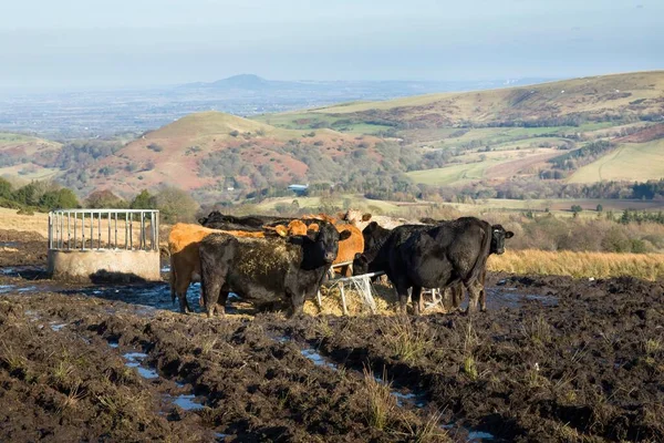 冬の畑で食べる牛の群れ イギリスのシュロップシャー州シュロップシャーヒルズの農地 — ストック写真