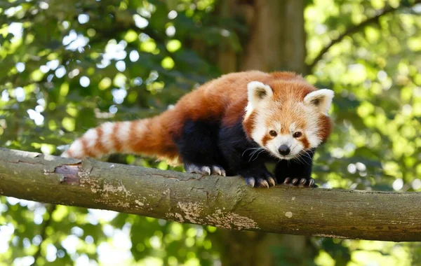 Red panda or lesser panda (ailurus fulgens) in a tree. Red pandas are endangered animals