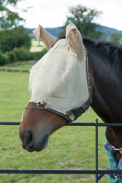 Primer Plano Caballo Con Máscara Mosca Para Proteger Los Ojos — Foto de Stock