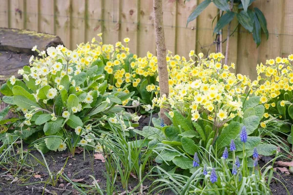 Spring Flowers Garden Border Yellow Primroses Blue Muscari — Stock Photo, Image