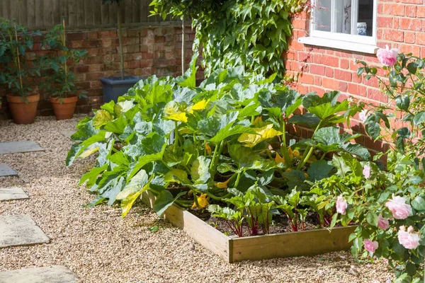 Gemüse Zucchini Pflanzen Und Rote Bete Das Sommer Einem Hochbeet — Stockfoto