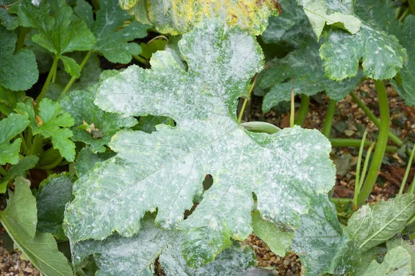 在英国的一个花园里 一种甜菜 Zucchini 叶子上生长着粉状的霉菌 — 图库照片