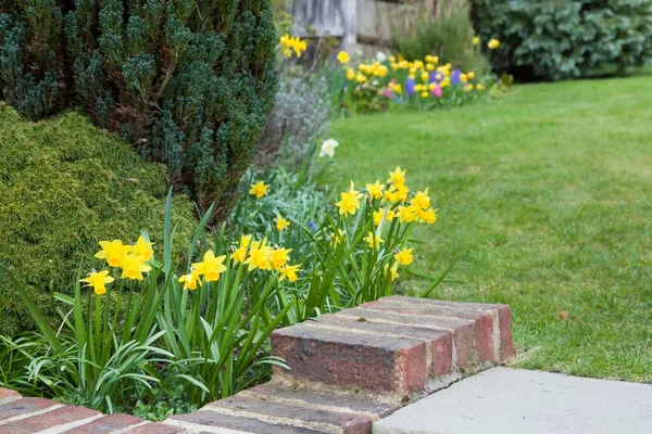 Early spring garden flowers, English garden in spring with daffodils in bloom, UK — Stock Image Early Spring Garden Flowers English Garden Spring Daffodils Bloom Stock Image