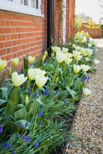 Spring flowers in a border in a garden, tulips and muscari flower bulbs in bloom, UK — Stock Image Spring Flowers Border Garden Tulips Muscari Flower Bulbs Bloom Stock Photo