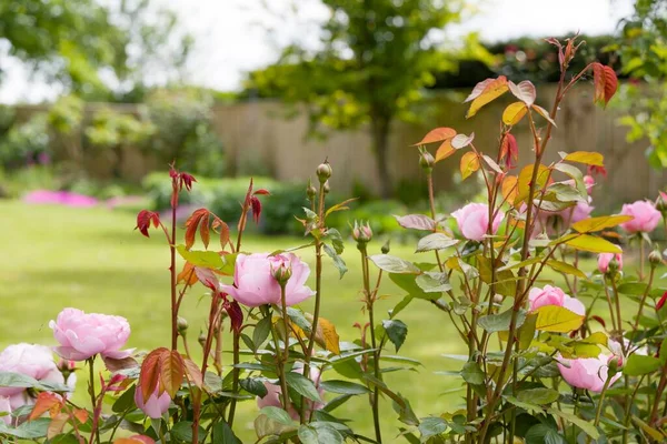 Roses in a garden. Pink roses in a rose hedge, bordering a lawn in a large UK garden — Stock Image Roses Garden Pink Roses Rose Hedge Bordering Lawn Large Garden Stock Image