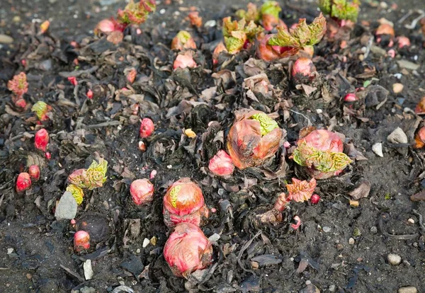 Planta Ruibarbo Brotos Novos Novos Novos Novos Emergindo Das Coroas — Fotografia de Stock