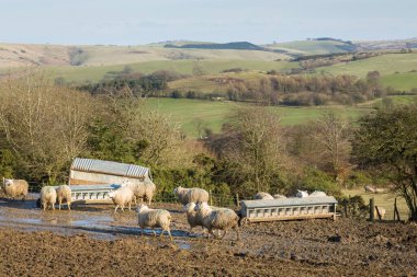 Shropshire Hills 'te bir İngiliz çiftliğinde koyun çiftliği. İngiliz topraklarında bir tarlada koyun sürüsü