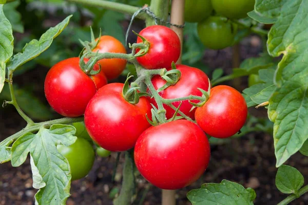 Tomates Rojos Maduros Que Crecen Una Vid Huerto Inglaterra Reino — Foto de Stock