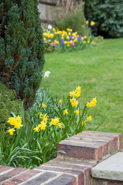 Spring flowers in an English garden with yellow daffodils and lawn, UK — Stock Image Spring Flowers English Garden Yellow Daffodils Lawn Stock Image