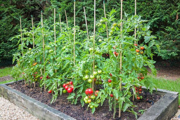Tomato plants with ripe red tomatoes growing outdoors, outside, in a garden in England, UK