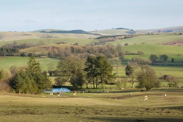 Shropshire Hills Paysage Avec Champ Moutons Shropshire Royaume Uni — Photo