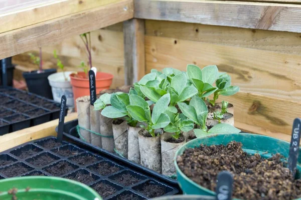 种子盘和厕所卷与宽豆类植物在一个寒冷的框架内 英国冬季播种蔬菜种子 — 图库照片