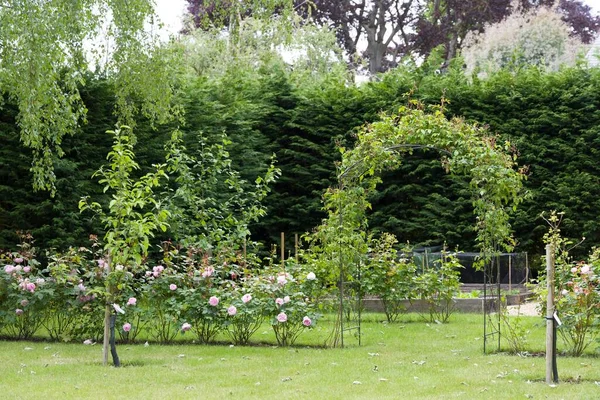 Ηνωμένο Βασίλειο Διαμορφωμένο Κήπο Θάμνους Τριαντάφυλλα Τριαντάφυλλο Αψίδα Και Leylandii — Φωτογραφία Αρχείου