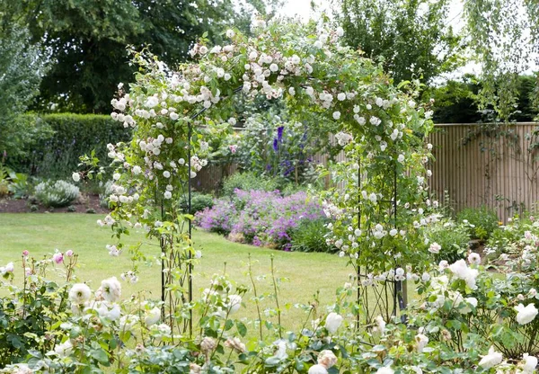 Rosas Arbustivas Divagando Subiram Arco Jardim Reino Unido — Fotografia de Stock