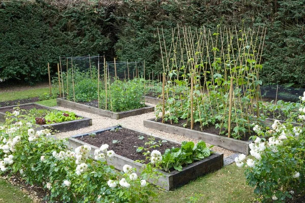 Selbstgezogenes Hausgemachtes Bio Gemüse Das Frühjahr Einem Britischen Garten Wächst — Stockfoto